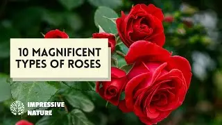 10 Magnificent Types of Roses - Part 1