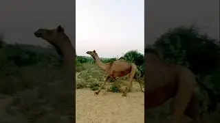 Camel running in desert #camellife #naturalbeauty #animals #camel