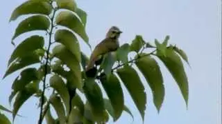 White-browed Bulbul ( Pycnonotus luteolus)