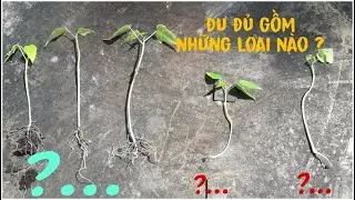 Phân biệt cây đu đủ đực, cái bằng rễ | Cách chuyển đu đủ đực thành đu đủ cái | Vườn Nhà Vlogs