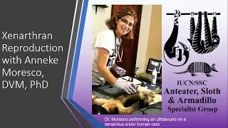 Xenarthran Reproduction with Anneke Moresco, DVM, PhD
