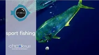 Dorado bite with Hook-Eye Underwater sportfishing Camera
