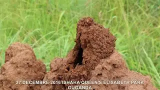 RUSH TERMITIERE ISHAHA QUEEN'S ELISABETH PARK OUGANDA 3