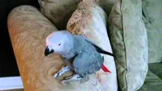African Grey baby talking