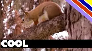 Ontario, Canada Red Squirrel Warning Call