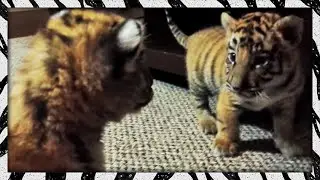 Getting to know the new tiger beebees (the 'teegees')