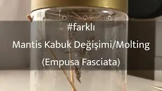 #farklı Mantis Kabuk Değişimi/Molting (Empusa Fasciata)