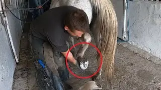 How Horse Hooves Are Deep Cleaned | Deep Cleaned | Insider