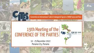 CITES CoP19 Comit&eacute; I - 17 noviembre 2022 - Tarde (espa&ntilde;ol)