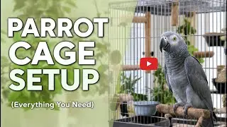 Parrot Cage Setup for Beginners (Everything You Need) | Buttmezian