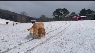 We Almost Lost a Calf! Farm Life is Hard