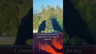 Do ravens like jazz? #lofiasmr #ravens #corvid #voiceover