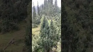 Jargoo Swat|Swat valley natural beauty and most beautiful places in Swat Pakistan #nature #swat