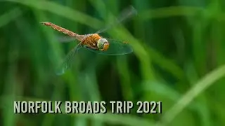 Wildlife trip to the Norfolk Broads - July 2021