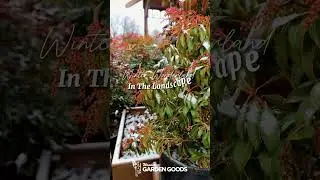 Winter Interest Landscape Plants