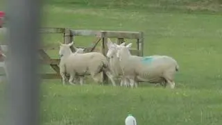 Brace - 2nd Day Welsh Nationals Sheepdog Trials 2018