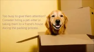Moving Tips: Relocating with Your Pets | Budget Van Lines