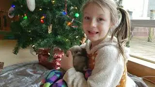 Skye got her Christmas surprise! a Holland lop rabbit
