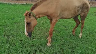 Beautiful horse ghas khate hue #horse #london #games #viralvideo #cricket #zoo #motivation #reels