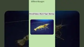 Top 4 Shrimp Species for Profitable Farming in India | Boovika Agro #shorts #shrimp  #agriculture