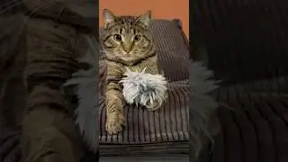 🐾 Laugh-Out-Loud Cat Compilation 😹 Cute & Funny Cat Moments You&rsquo;ll Love #catvideos