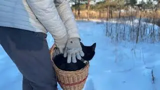 How to comfortably take a cat for a walk?