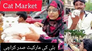 Cat Kittens Market in Pakistan | Sunday Saddar Cats Market  | Persian Cat | Cats  #babapetsinfo 