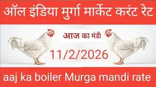 11/2/2026 Aaj Ka Murga mandi rate/ aaj ka border Murga Mandi price