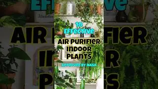 Best air purifier houseplants / indoor plants for oxygen & clean air #shorts #airpurifyingplant