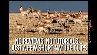 Nature photography on the Southern Alberta prairie.