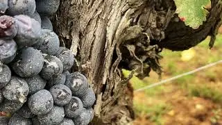 Harvest memories 2020 at Ch&acirc;teau Tour Saint Christophe...