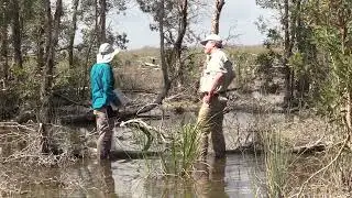 The National Park Service's Battle With Melaleuca At Everglades National Park