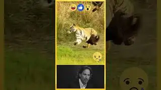 Jaw-Dropping Moment: Tiger Stalks and Hunts a Peacock &ndash; Witness Unbelievable Patience and Power!