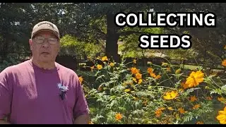 Time to begin collecting seeds