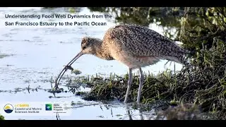 Understanding Food Web Dynamics from the San Francisco Estuary to the Pacific Ocean - Part Two