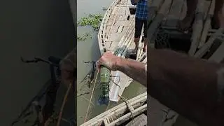 Catching big shrimp from meghna river #shrimps #prawn #prawns