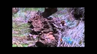 Pest Control Spokane - Pointe Pest Control on KREM2 - Carpenter Ants News Story - www.PointePEST.com