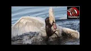 Shocking Footage of Wild Mink Hunting Large and Dangerous Prey