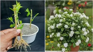 Learn how to grow jasmine flower plant at home | Simple gardening hack