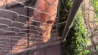 PORKYS A MAD PIG!! 😡#farmanimals #pig #farmlife #funny 