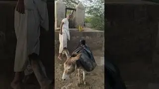 Tharparkar Water Donkey #animals #donkey #milk