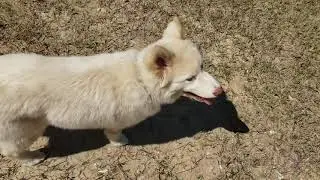 5 month Pomeranian/Husky puppy | Houston dog training
