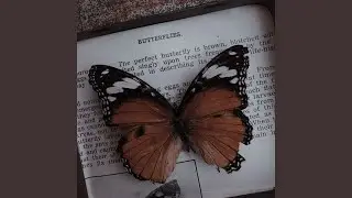 motyle