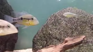 Thorichthys pasionis, Geophagus sp cauca et Chapalichthys encaustus