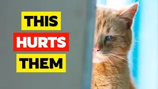 The 14 Most Common Cat Owner Mistakes (Stop Hurting Your Cat)