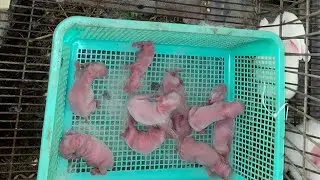 Mới vào nghề nuôi thỏ - cần phải làm gì khi thỏ mới sinh