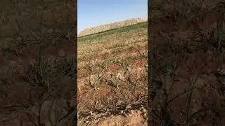 نتائج زراعه الثوم فى الاراضى المستصلحة حديثا واخر تطورات التجربه المنتظره