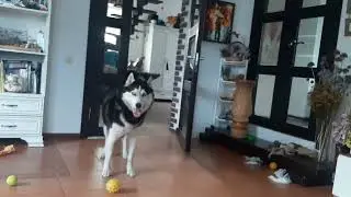 Husky refuses to execute the command 
