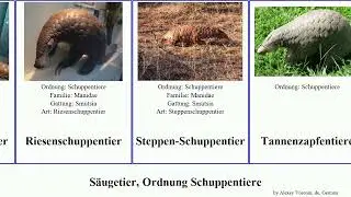 S&auml;ugetier, Ordnung Schuppentiere mammal Ohren-Schuppentier Riesenschuppentier Riesen-Schuppentier