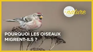 Pourquoi les oiseaux migrent-ils ? - Curieux de nature #11